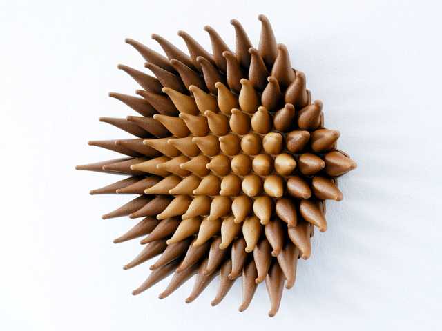 Wooden Blossom Sprouts
