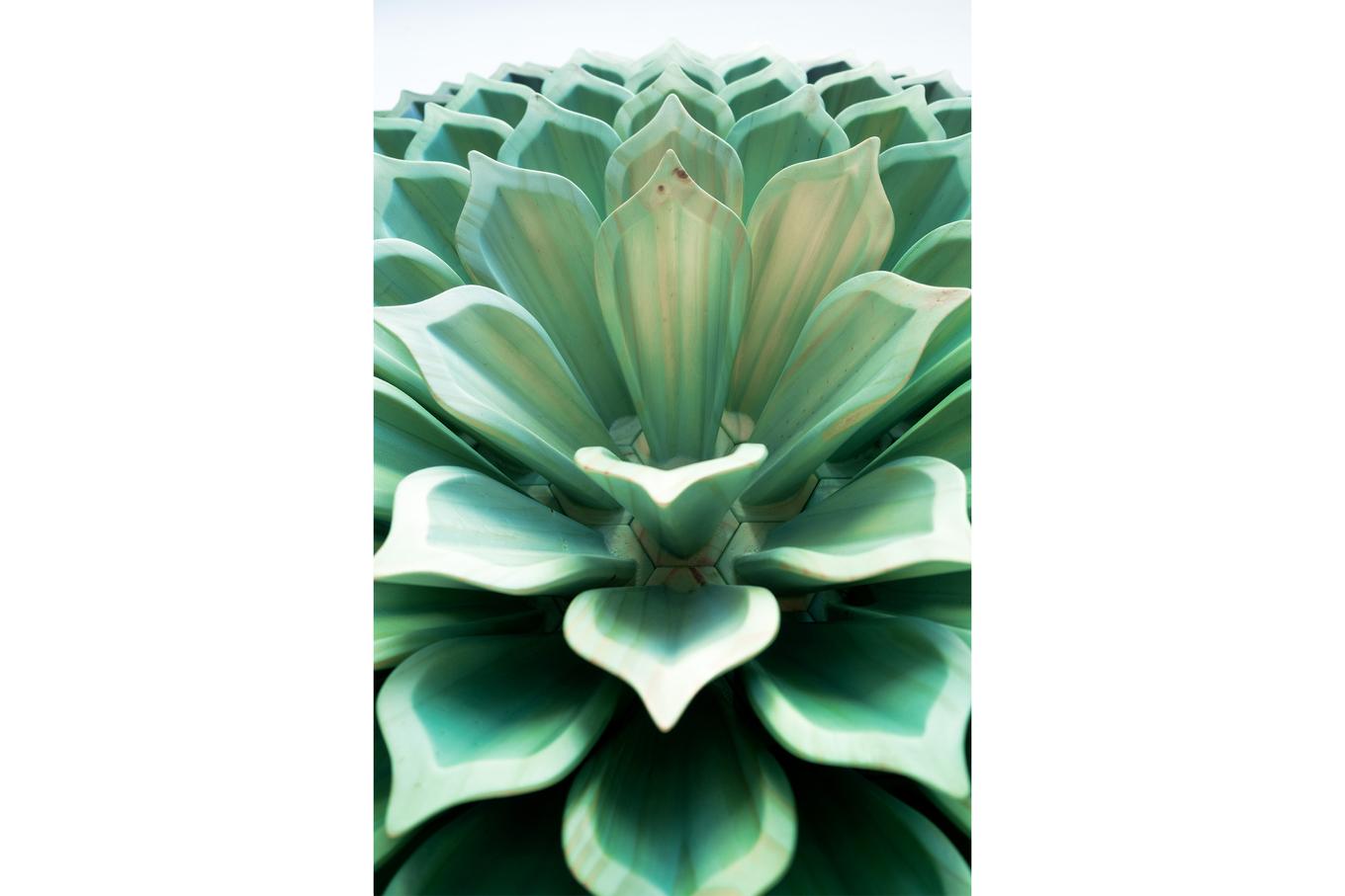 Succulent III| Herschel Shapiro | Sacred Geometry Wall Art Flower Mandala